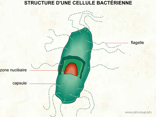 Cellule bactérienne