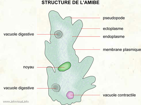 Amibe