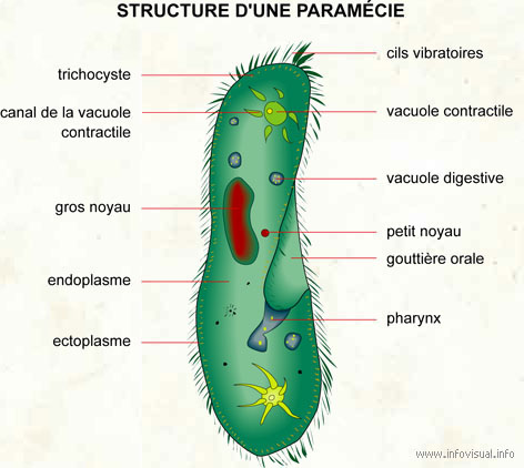 Paramécie