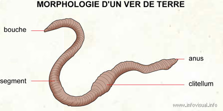 Morphologie d'un ver de terre