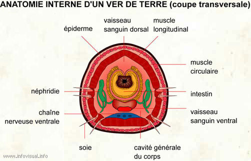 Ver de terre