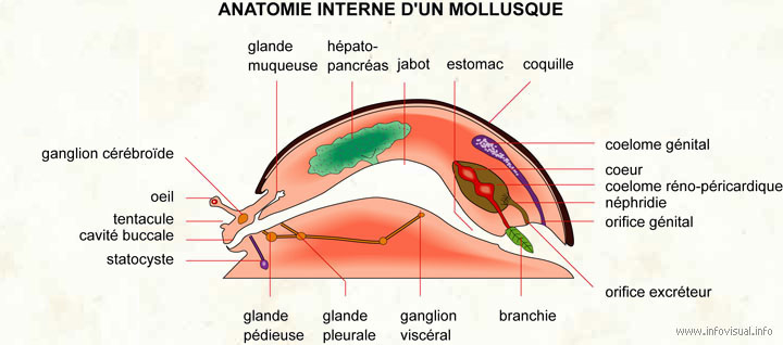 Mollusque