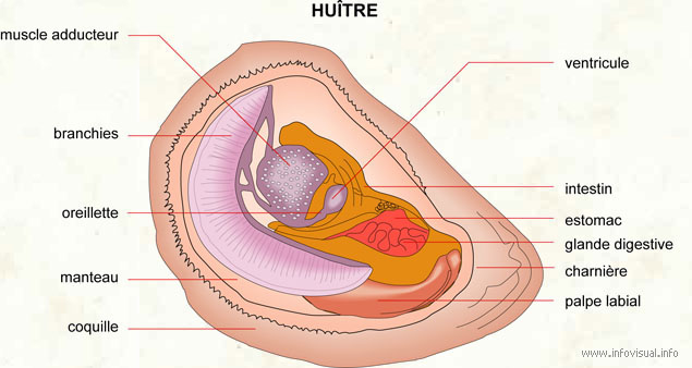 Huître