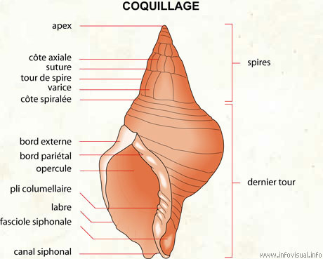 Coquillage