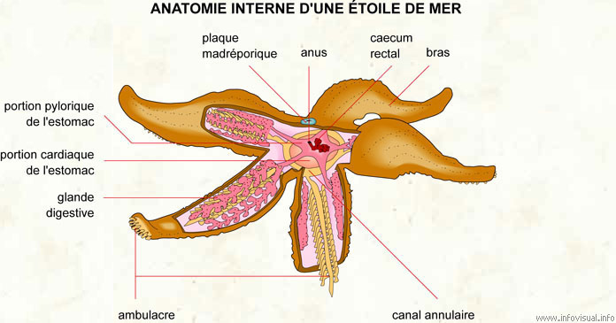 Étoile de mer