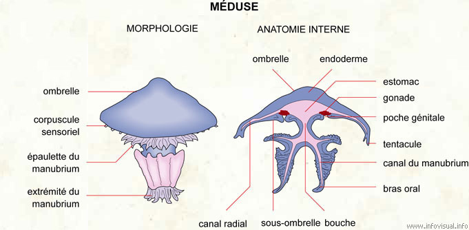 Méduse