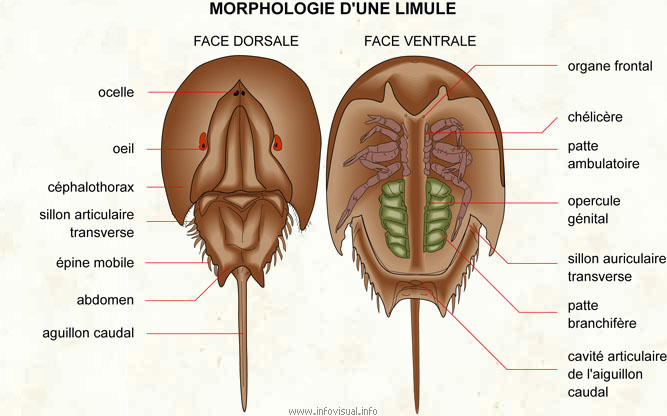 Limule