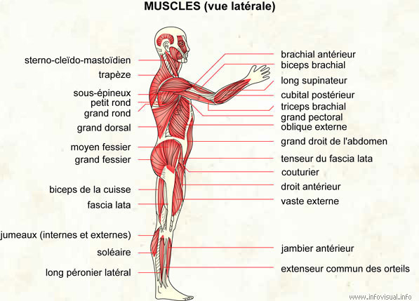 Muscles (vue latérale)